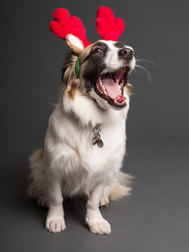 7 Christmas Meal Ideas For Your Dog/cat